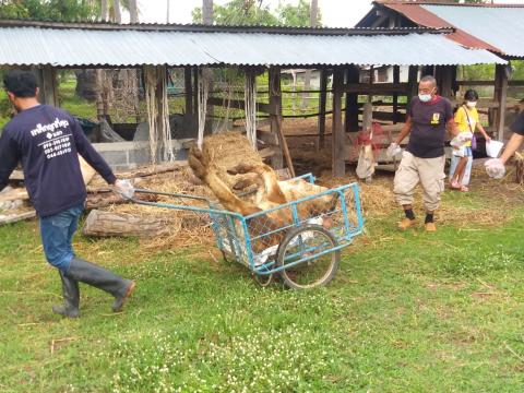 ออกสำรวจเก็บข้อมูลวัวตายจากโรคลัมปี สกิน หมู่ที่ 8